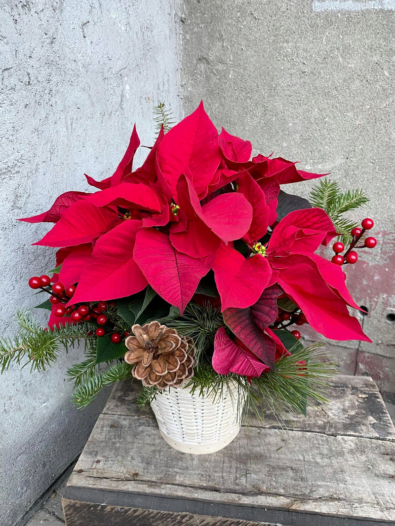 Poinsettia chosen by professional montreal floriste